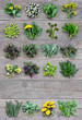 Edible plants and flowers, fresh spring harvest on a wooden rustic background. Medicinal herbs and wild edible plants growing in early spring. With copyspace.