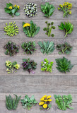 Fototapeta  - Edible plants and flowers, fresh spring harvest on a wooden rustic background. Medicinal herbs and wild edible plants growing in early spring. With copyspace.
