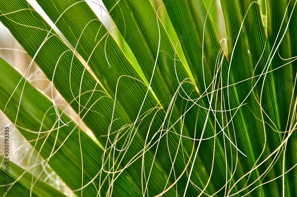 Palm Tree Threads Fibrous threads on fronds is especially pronounced in fan palm ...