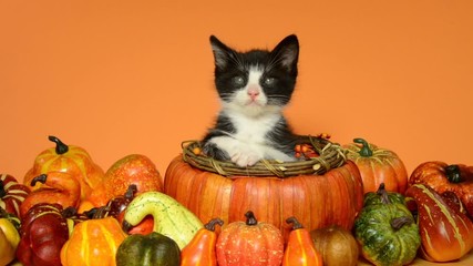 Wall Mural - HD video of a tuxedo kitten sitting then rests head down in an autumn pumpkin basket surrounded by pumpkins, squash and gourds on orange background.
