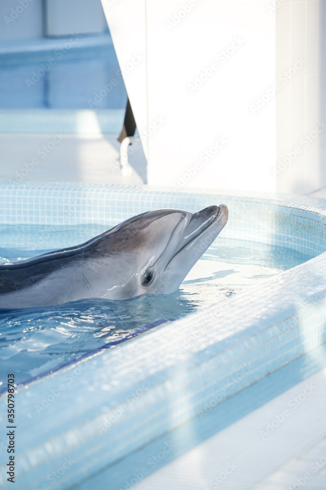 Obraz na płótnie Beautiful dolphin swims in the stylish pool in blue water, geometry calmness, peaceful w salonie