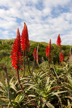 Aloe Vera Flowers In Full Bloom In The Karoo, South Africa