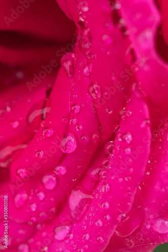 Petali Di Rosa Bagnati Dalla Pioggia Bagni Rosa Petali Di Rosa