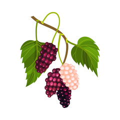 Wall Mural - Mulberry Branch with Immature Pink Berries and Ripe Black Ones Vector Illustration