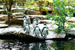 group of penguins in the zoo