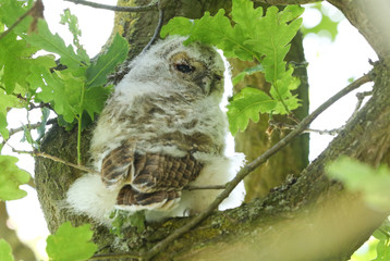 Wall Mural - A cute Tawny Owlet, Strix aluco, perching in an Oak tree in spring in the UK.