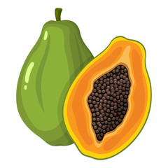 Fresh bright exotic whole and half papaya fruit isolated on white background. Summer fruits for healthy lifestyle. Organic fruit. Cartoon style. Vector illustration for any design.