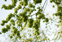 Branches Of An Elm Tree Blooming In Green Flowers Against A Blue Bright Sky