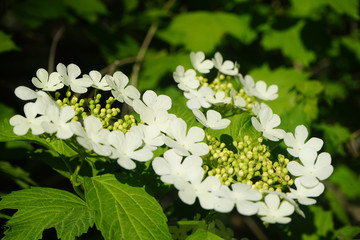 Wall Mural - Viburnum is blooming. White flowers of viburnum on a background of bright green foliage. Close-up. Springtime in the garden. Spring blooms.