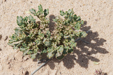 The Famous True Rose Of Jericho Biblical Resurrection Plant Shown In Its Green Living Growing Active State In A Dry Streambed In Makhtesh Ramon In Israel