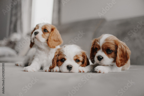 Fotomural three cavalier king charles spaniel puppies lying on a bed indoors