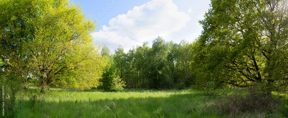 Obraz na płótnie Green meadow on a sunny glade between trees in early summer, blue sky with clouds, panoramic format, copy space w salonie