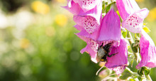 Bee In Foxglove Flower