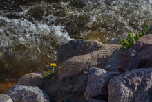 Dandelion Grows Among The Stones On The Banks Of The River