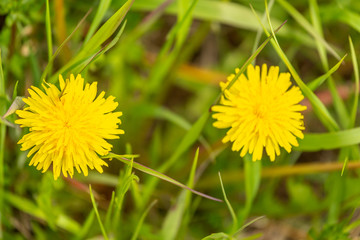 two yellow dandelion flowers in green grass. selective focus.