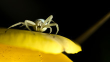 Close-up Of Crab Spider On Yellow Flower
