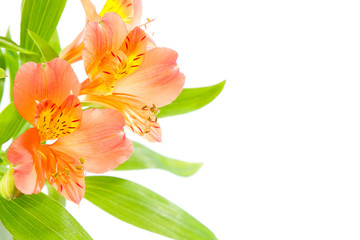 Wall Mural - Bouquet of fresh orange lilies flowers isolated on white