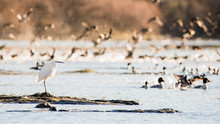 Snowy Egret Or Heron (Egretta Thula) On The Sacramento River, California