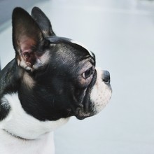 Close-up Of Boston Terrier