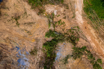 Wall Mural - Aerial view of logging and deforestation of a tropical rainforest in rural Thailand