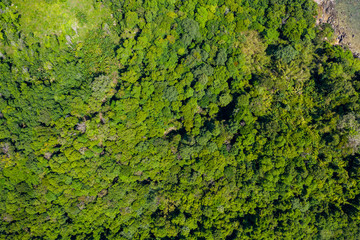 Wall Mural - Top down aerial view of the tree canopy of a dense tropical rainforest