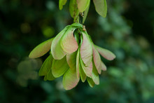 Detail Of Maple Seed On The Tree In Springtime
