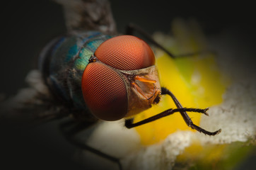 fly on a leaf
