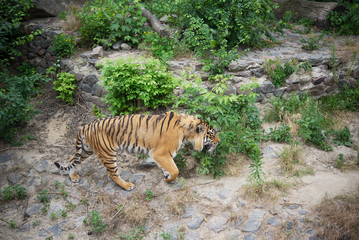 Wall Mural - walking tiger in a zoo.