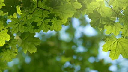 Aufkleber - Maple green leaves background. Grenn fresh leaves on the wind. Blurred bokeh background. Summer nature concept. 4K
