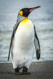 King penguin on beach with waves behind