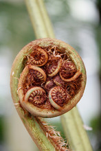 Close-up Of King Sago Palm