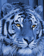 Portrait of a tiger in blue coloring with beautiful eyes
