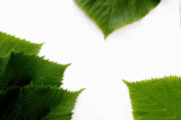 reen leaves on a white background