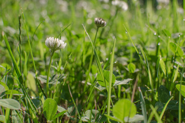 Wall Mural - Grass, clover growing in forest or field