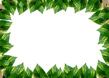 Photos Of Green Leaves Against A White Background