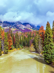 Wall Mural - The autumnal coniferous forests