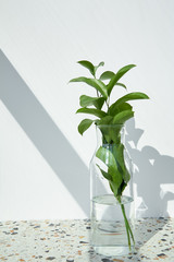 Green and fresh leaves in glass with water near white wall with shadows