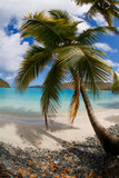 Fototapeta Las - Palm trees on Maho Bay Beach in the Virgin Islands National Park on the caribbean island of St John in the US Virgin Islands