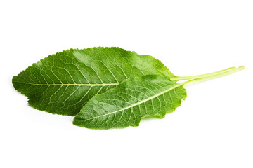 Horseradish leaves isolated on white background