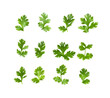 Green coriander leaves on a white background. top view