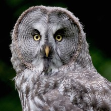 Close-up Portrait Of Great Gray Owl