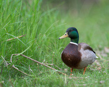 Drake Mallard Male Duck Standing By Tall Green Grass In Wetlands