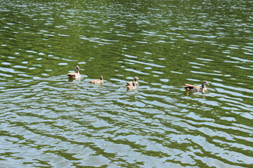 Canvas Print - Familie Nilgänse