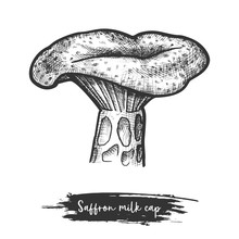 Saffron Milk Cap Or Red Pine Mushroom Sketch