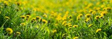 Yellow Field Of Dandelions Banner Spring Summer Season