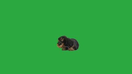 Sticker - little puppy looks around on a green screen