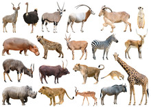 Collection Of Africa Animal Isolated