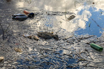 water-filled ducks swim and look for food among garbage and garbage, plastic bottles and other waste interfere with animals living in the wild, plastic pollution of the world, environmental problem
