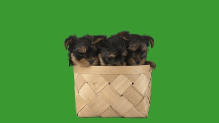 Sticker - funny little puppies are sitting in a wicker basket and watching on a green screen