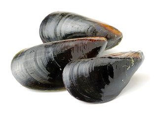 Poster - Fresh mussel on white background